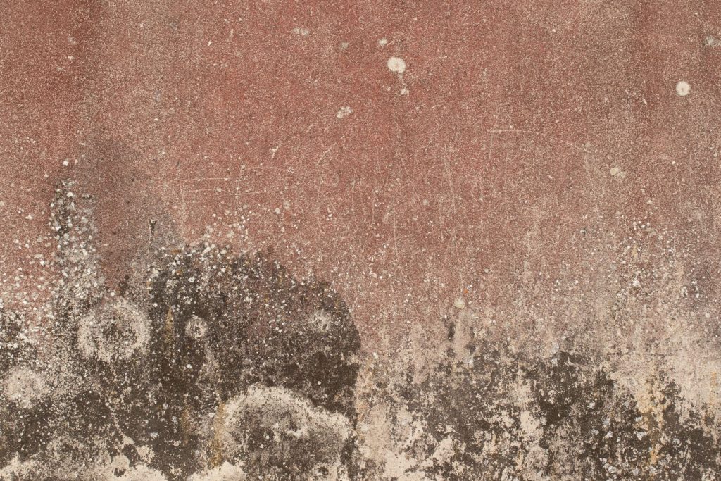Weathered wall with dark damp stains and pale rings of mold growth spreading from the bottom